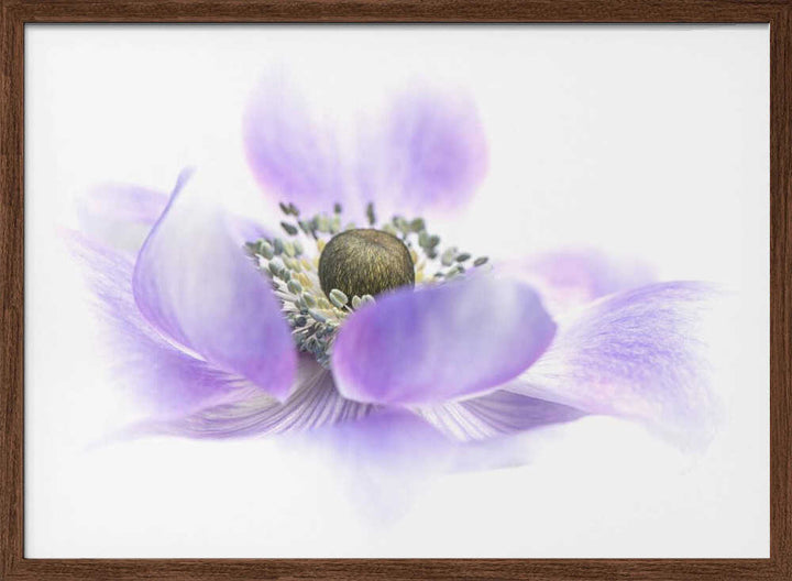 Dreamy Purple Blossom - Floral Photographic Stretched Canvas Poster or Fine Art Print