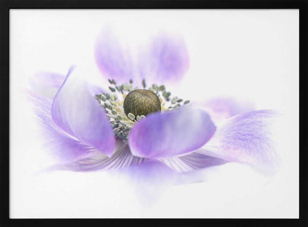 Dreamy Purple Blossom - Floral Photographic Stretched Canvas Poster or Fine Art Print