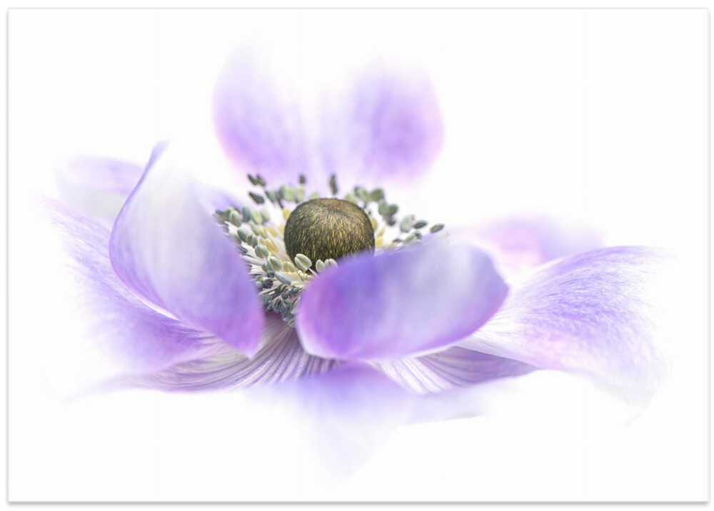 Dreamy Purple Blossom - Floral Photographic Stretched Canvas Poster or Fine Art Print