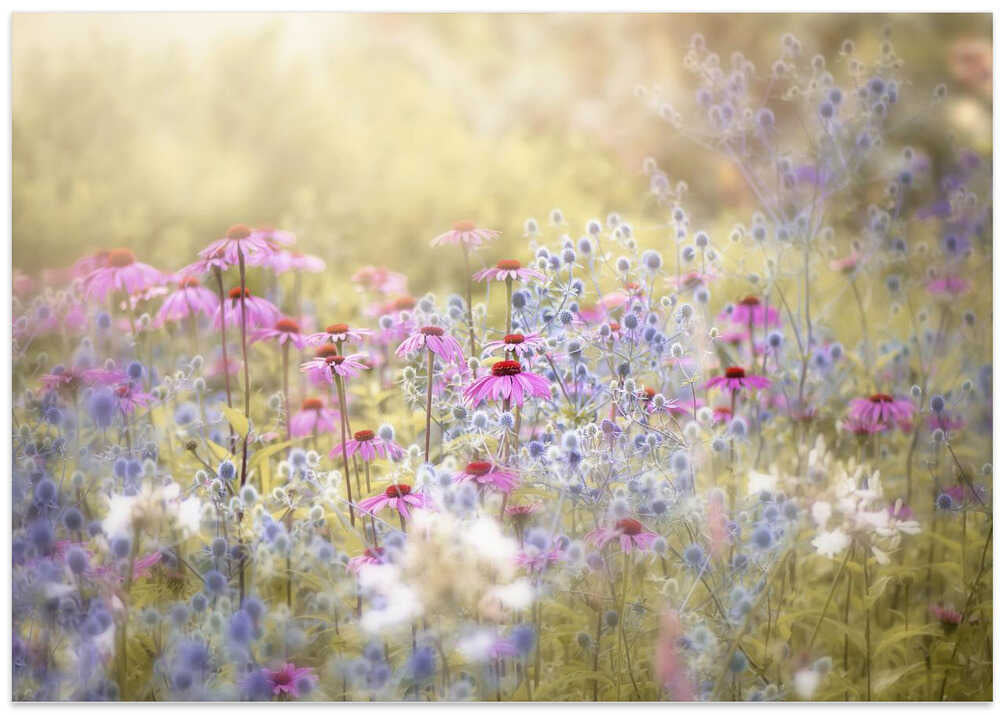 Dreamy Purple Flowers - Floral Photographic Stretched Canvas Poster or Fine Art Print