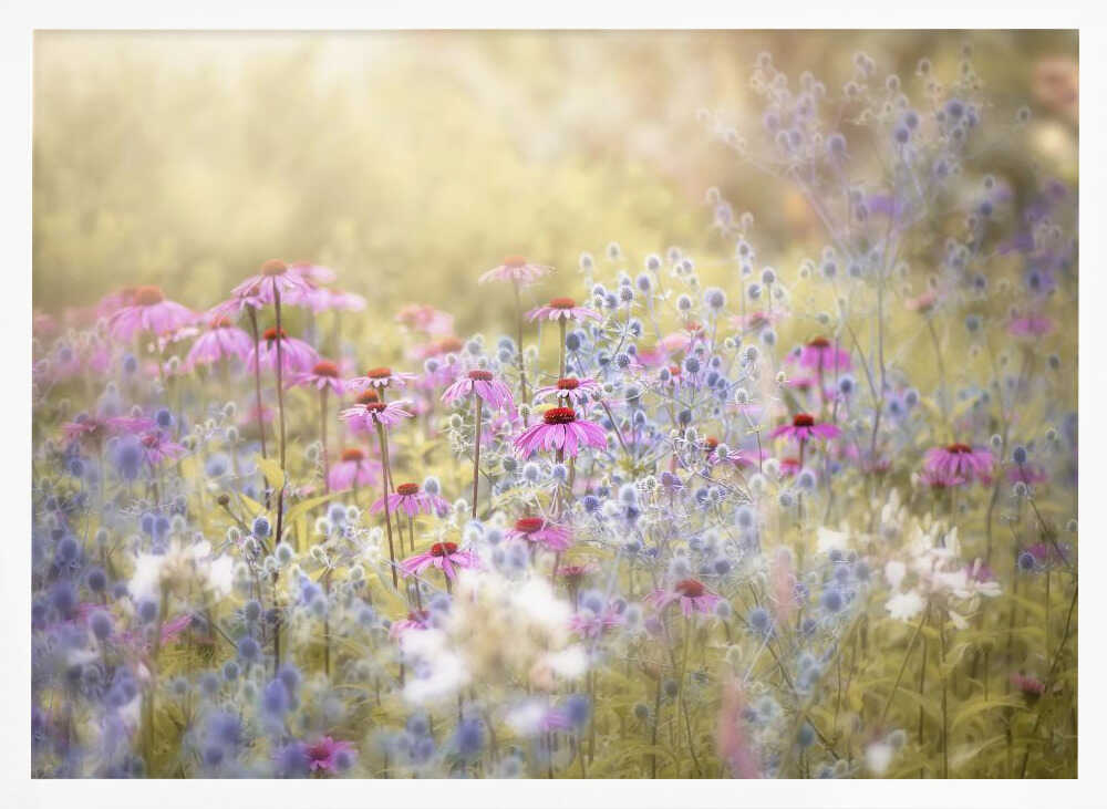 Dreamy Purple Flowers - Floral Photographic Stretched Canvas Poster or Fine Art Print