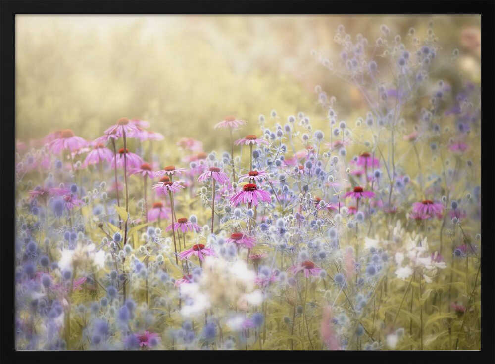 Dreamy Purple Flowers - Floral Photographic Stretched Canvas Poster or Fine Art Print