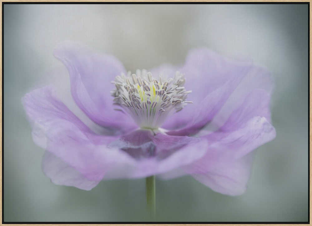 Dreamy Purple Poppy Flower - Floral Photographic Stretched Canvas Poster or Fine Art Print