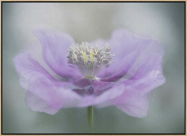Dreamy Purple Poppy Flower - Floral Photographic Stretched Canvas Poster or Fine Art Print