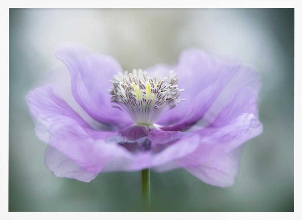 Dreamy Purple Poppy Flower - Floral Photographic Stretched Canvas Poster or Fine Art Print