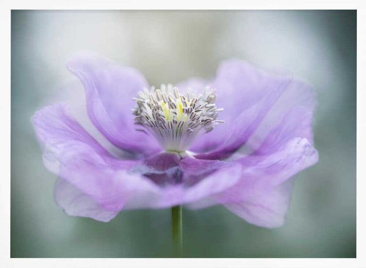 Dreamy Purple Poppy Flower - Floral Photographic Stretched Canvas Poster or Fine Art Print
