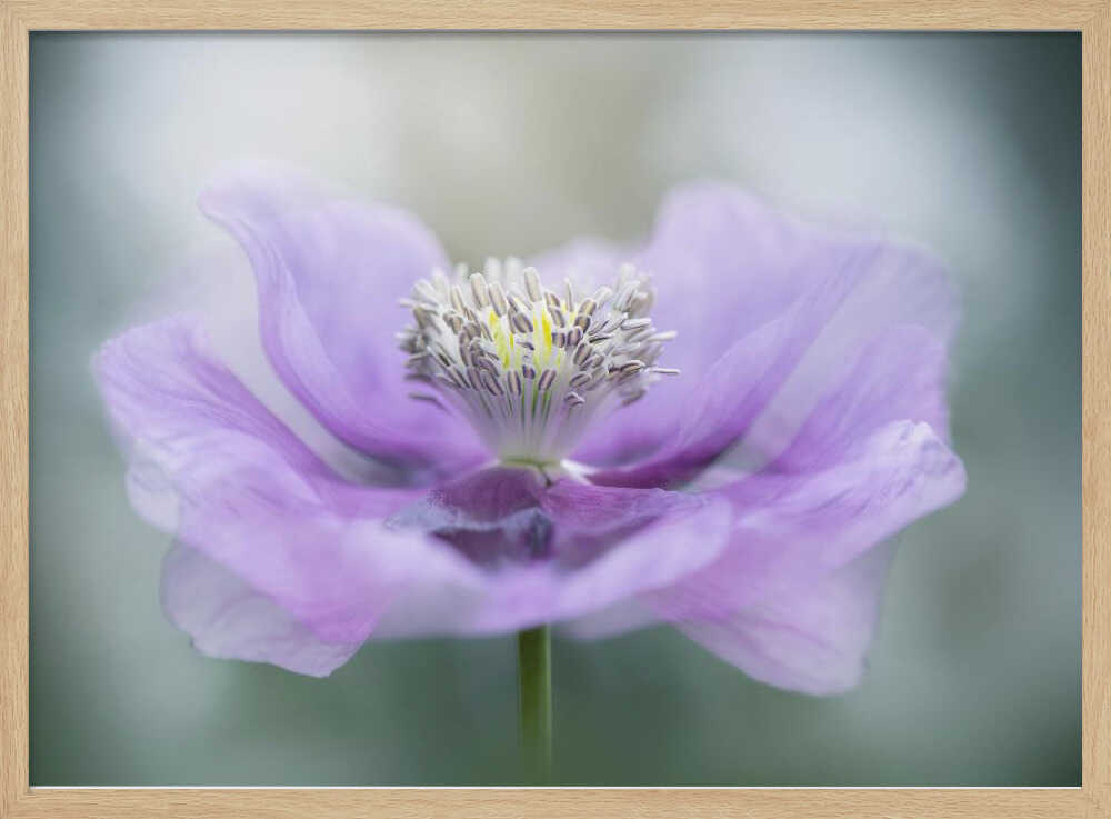 Dreamy Purple Poppy Flower - Floral Photographic Stretched Canvas Poster or Fine Art Print