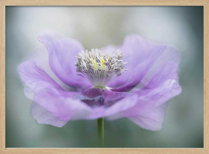 Dreamy Purple Poppy Flower - Floral Photographic Stretched Canvas Poster or Fine Art Print
