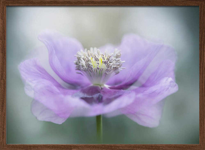 Dreamy Purple Poppy Flower - Floral Photographic Stretched Canvas Poster or Fine Art Print