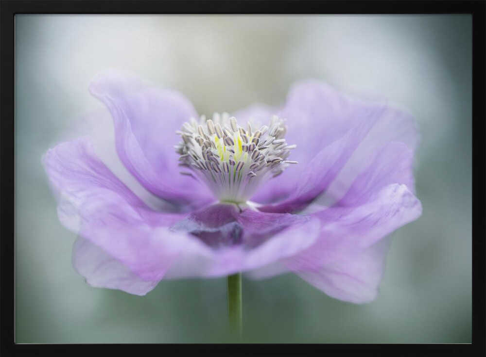 Dreamy Purple Poppy Flower - Floral Photographic Stretched Canvas Poster or Fine Art Print