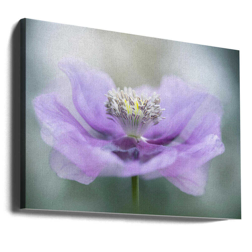 Dreamy Purple Poppy Flower - Floral Photographic Stretched Canvas Poster or Fine Art Print