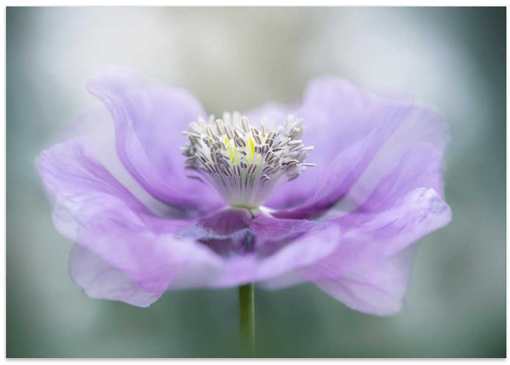 Dreamy Purple Poppy Flower - Floral Photographic Stretched Canvas Poster or Fine Art Print