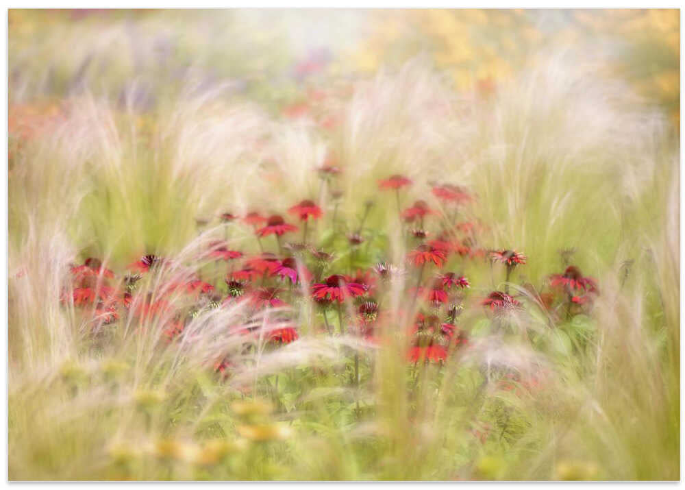 Dreamy Red Flowers - Floral Photographic Stretched Canvas Poster or Fine Art Print