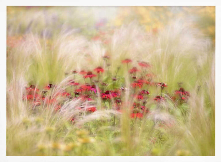 Dreamy Red Flowers - Floral Photographic Stretched Canvas Poster or Fine Art Print