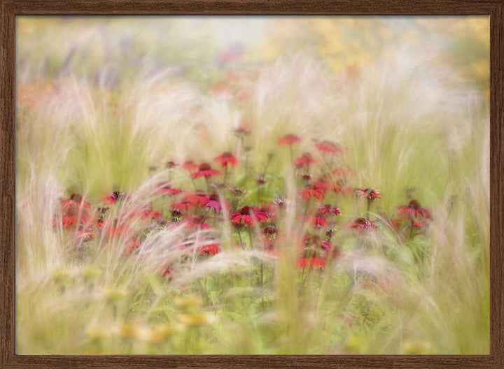 Dreamy Red Flowers - Floral Photographic Stretched Canvas Poster or Fine Art Print