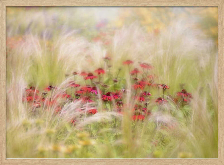 Dreamy Red Flowers - Floral Photographic Stretched Canvas Poster or Fine Art Print