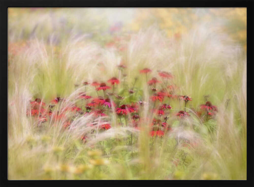 Dreamy Red Flowers - Floral Photographic Stretched Canvas Poster or Fine Art Print