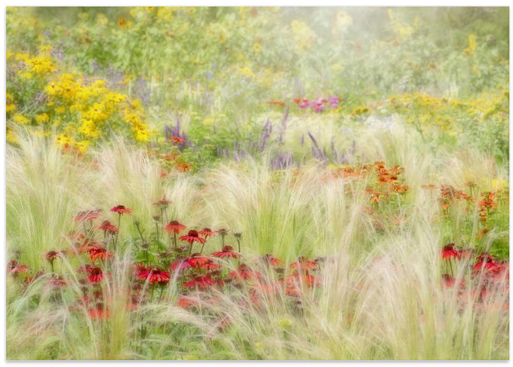 Dreamy Summer Meadow - Floral Photographic Stretched Canvas Poster or Fine Art Print