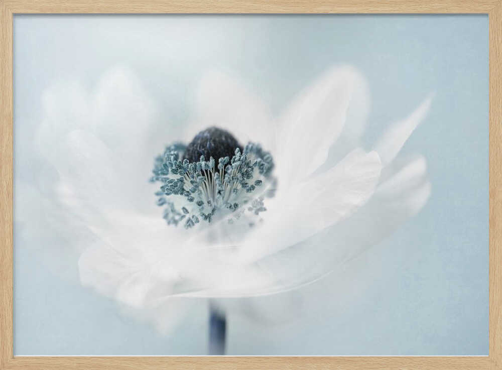 Dreamy White Anemone - Floral Photographic Stretched Canvas Poster or Fine Art Print