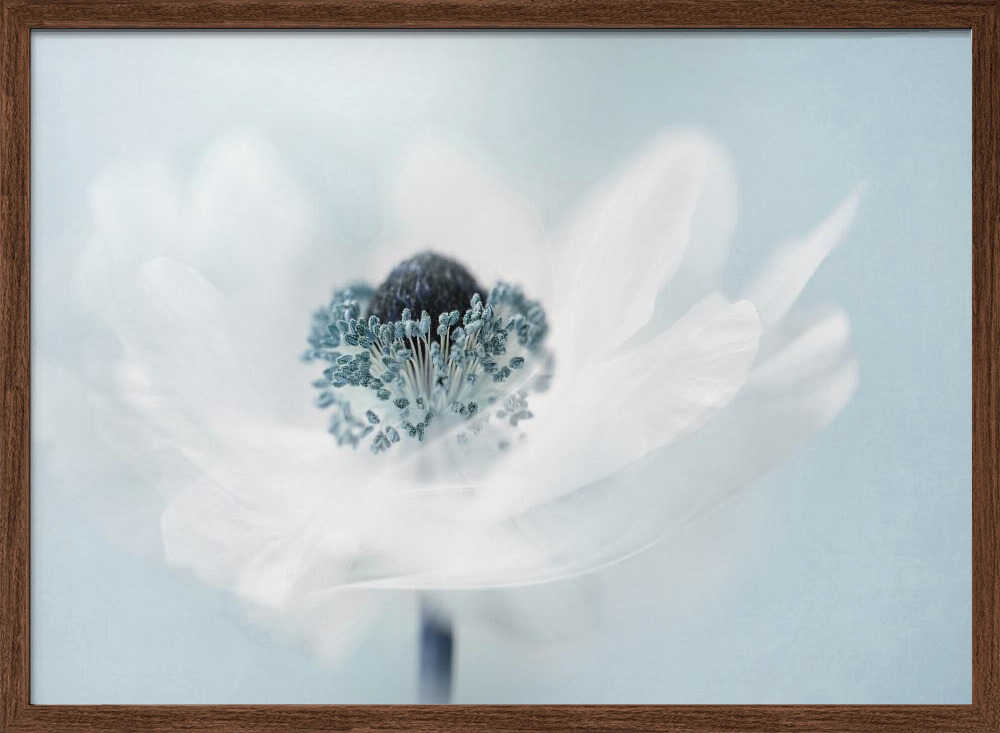 Dreamy White Anemone - Floral Photographic Stretched Canvas Poster or Fine Art Print