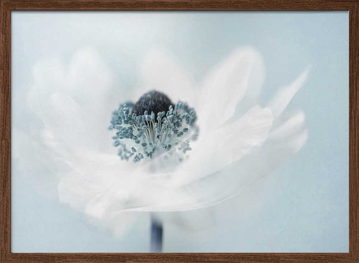 Dreamy White Anemone - Floral Photographic Stretched Canvas Poster or Fine Art Print