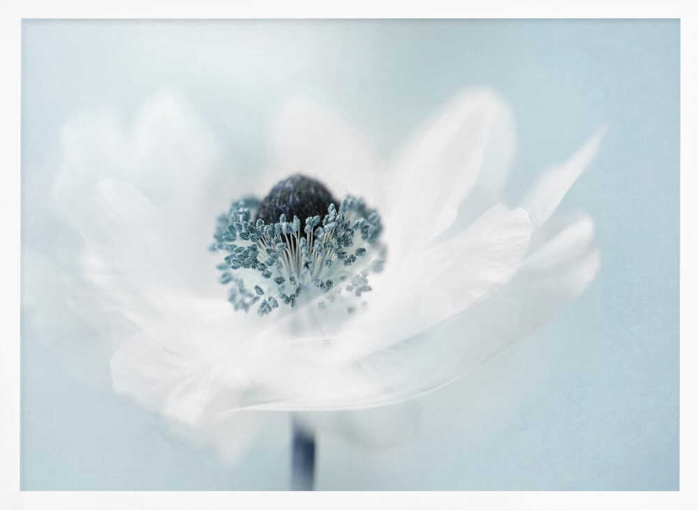 Dreamy White Anemone - Floral Photographic Stretched Canvas Poster or Fine Art Print