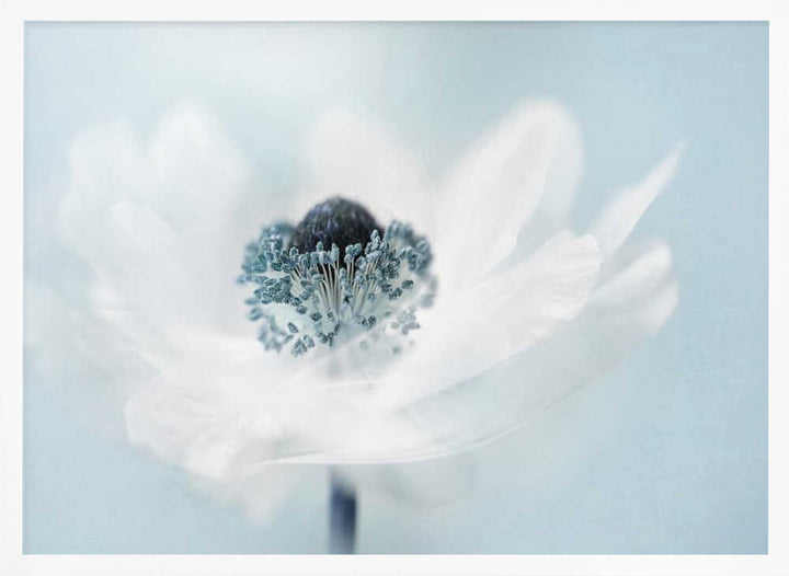 Dreamy White Anemone - Floral Photographic Stretched Canvas Poster or Fine Art Print