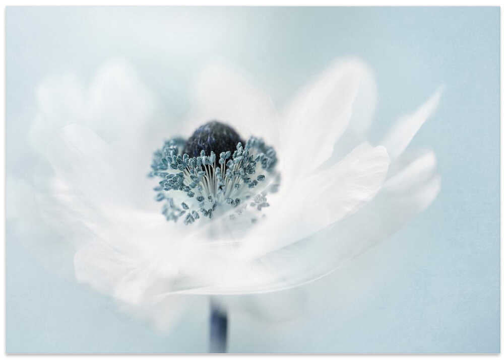 Dreamy White Anemone - Floral Photographic Stretched Canvas Poster or Fine Art Print