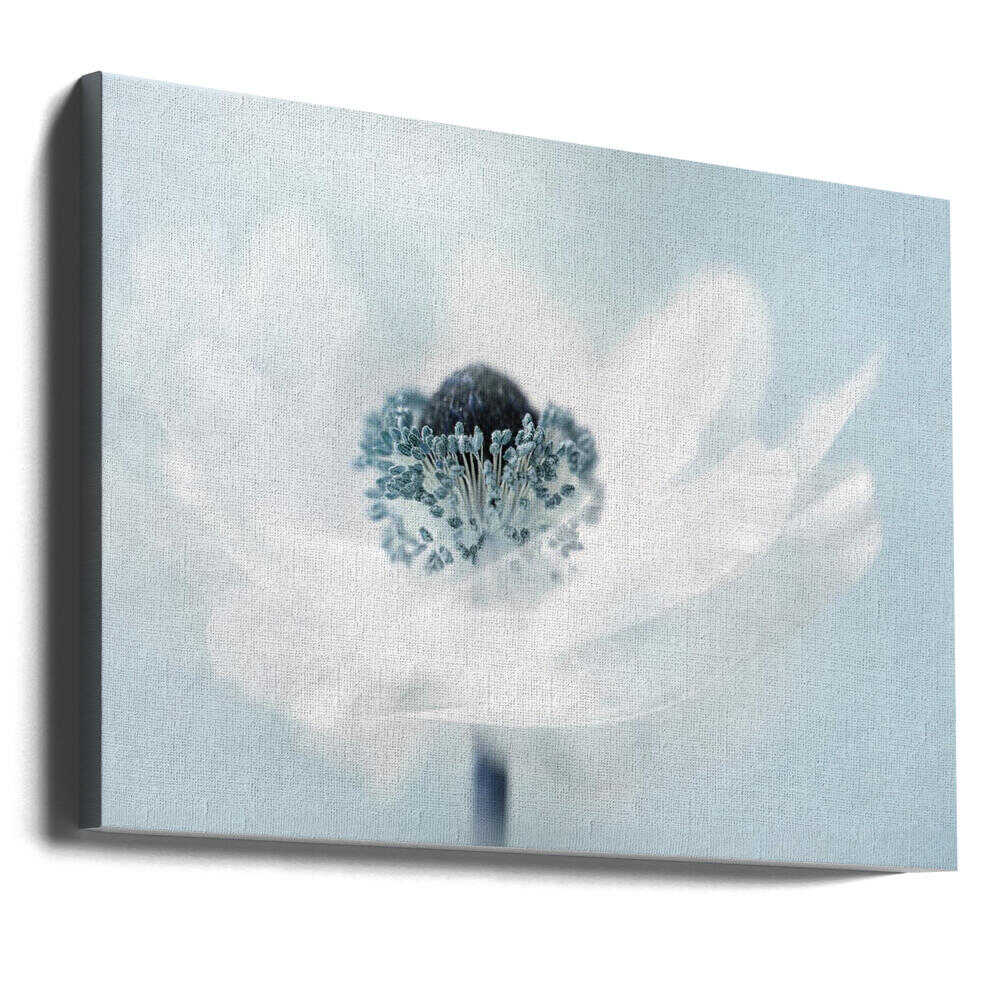 Dreamy White Anemone - Floral Photographic Stretched Canvas Poster or Fine Art Print