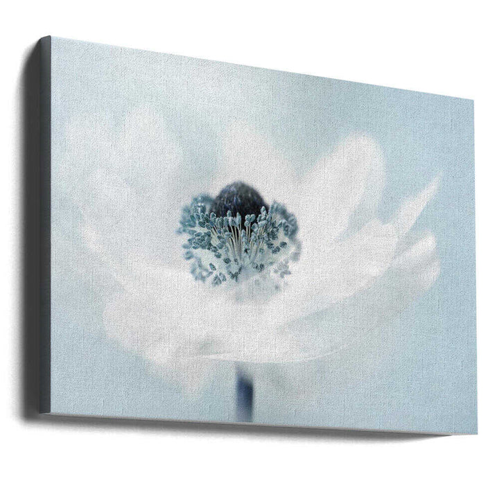 Dreamy White Anemone - Floral Photographic Stretched Canvas Poster or Fine Art Print