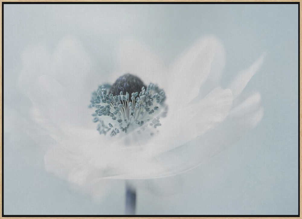 Dreamy White Anemone - Floral Photographic Stretched Canvas Poster or Fine Art Print
