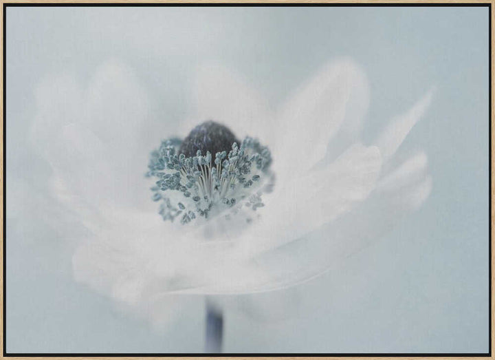 Dreamy White Anemone - Floral Photographic Stretched Canvas Poster or Fine Art Print