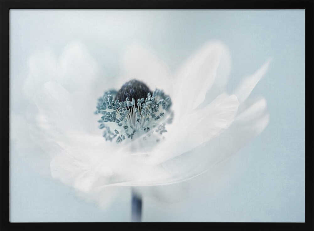 Dreamy White Anemone - Floral Photographic Stretched Canvas Poster or Fine Art Print