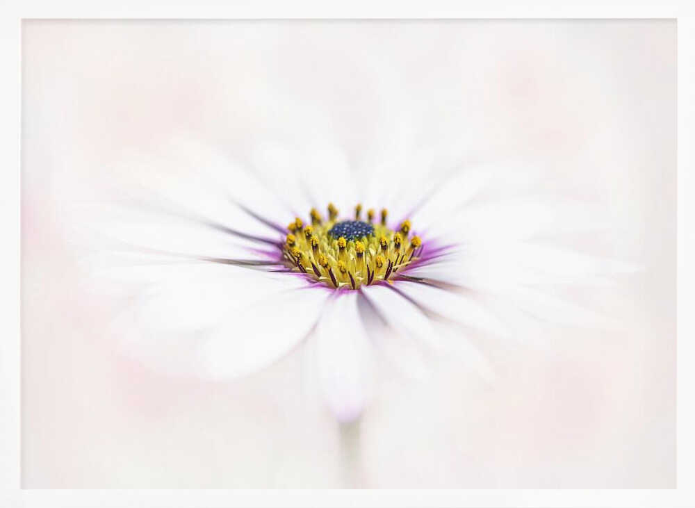 Dreamy White Daisy - Floral Photographic Stretched Canvas Poster or Fine Art Print