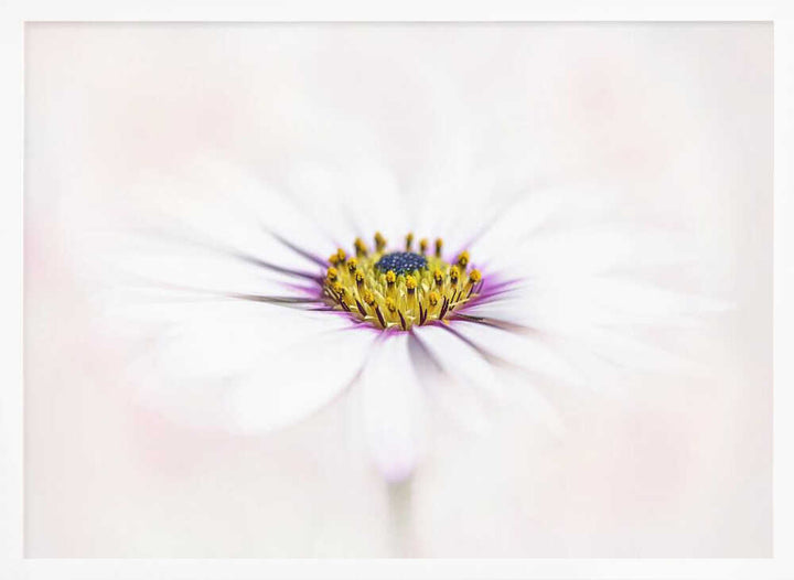 Dreamy White Daisy - Floral Photographic Stretched Canvas Poster or Fine Art Print