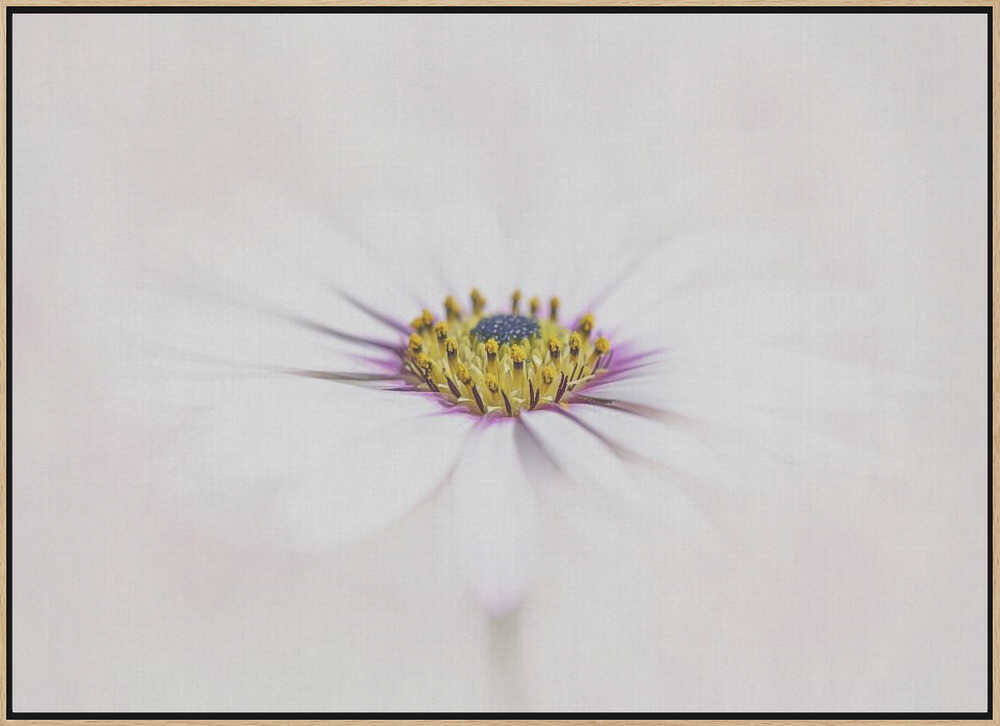 Dreamy White Daisy - Floral Photographic Stretched Canvas Poster or Fine Art Print