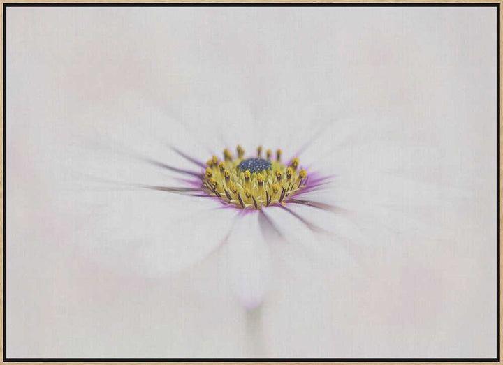 Dreamy White Daisy - Floral Photographic Stretched Canvas Poster or Fine Art Print