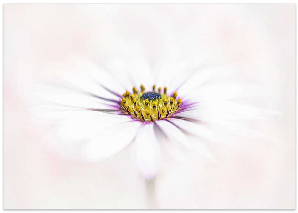 Dreamy White Daisy - Floral Photographic Stretched Canvas Poster or Fine Art Print
