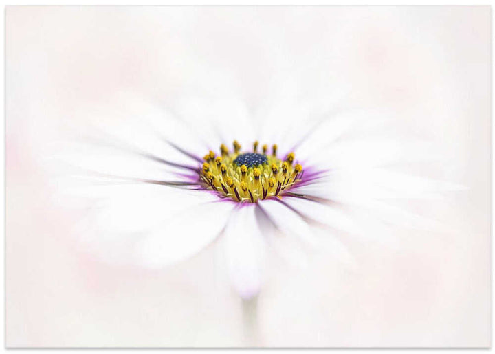 Dreamy White Daisy - Floral Photographic Stretched Canvas Poster or Fine Art Print