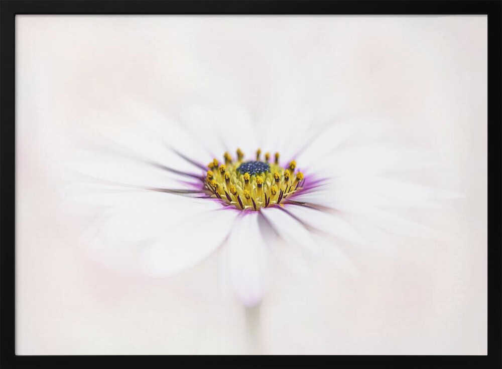 Dreamy White Daisy - Floral Photographic Stretched Canvas Poster or Fine Art Print