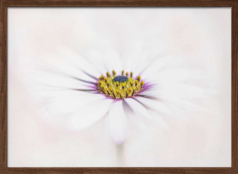 Dreamy White Daisy - Floral Photographic Stretched Canvas Poster or Fine Art Print