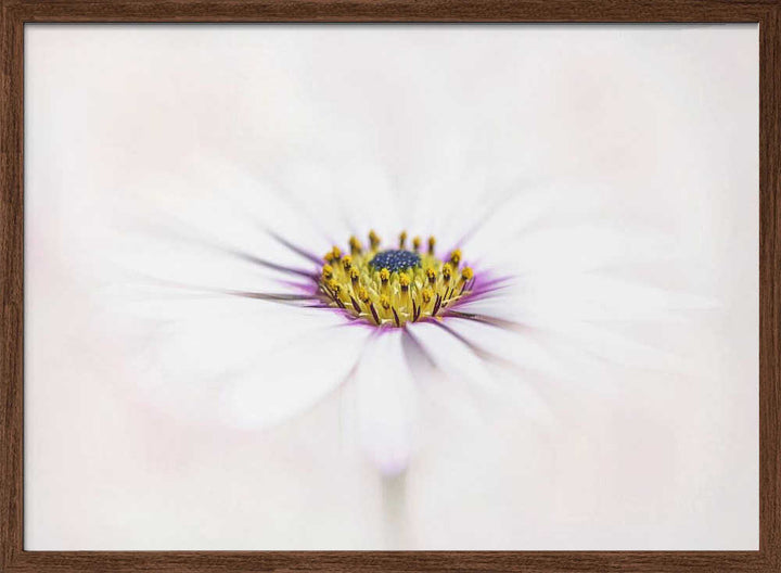Dreamy White Daisy - Floral Photographic Stretched Canvas Poster or Fine Art Print
