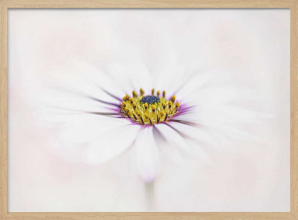Dreamy White Daisy - Floral Photographic Stretched Canvas Poster or Fine Art Print