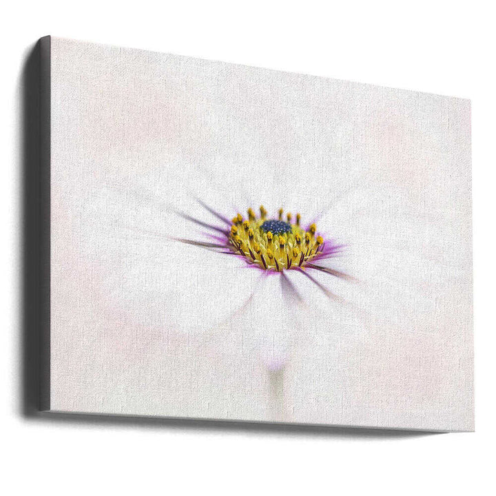 Dreamy White Daisy - Floral Photographic Stretched Canvas Poster or Fine Art Print
