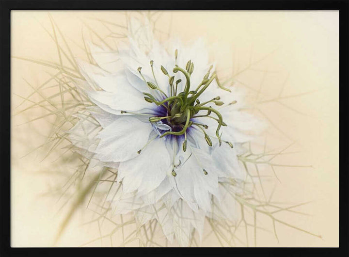 Dreamy White Flower - Floral Photographic Stretched Canvas Poster or Fine Art Print