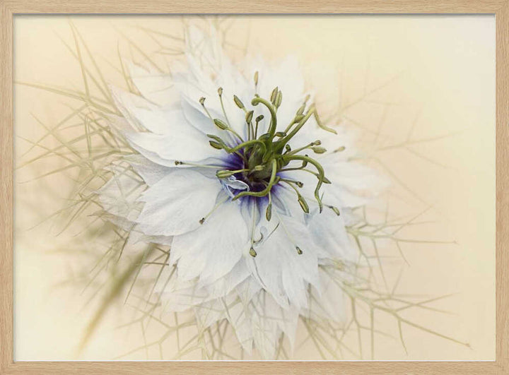 Dreamy White Flower - Floral Photographic Stretched Canvas Poster or Fine Art Print