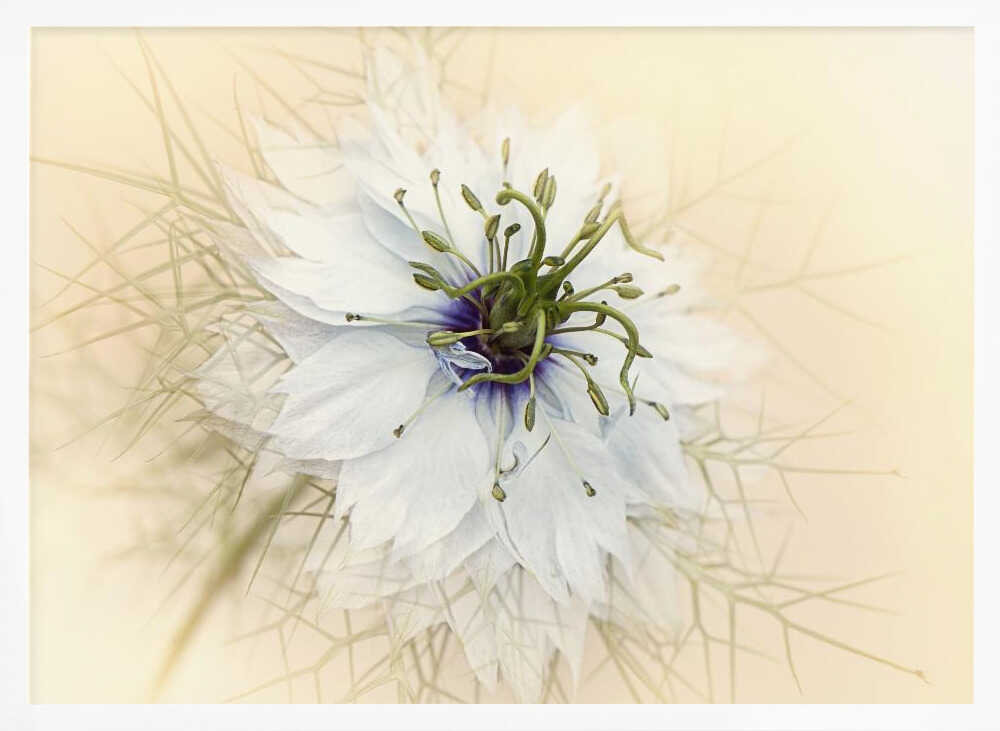 Dreamy White Flower - Floral Photographic Stretched Canvas Poster or Fine Art Print