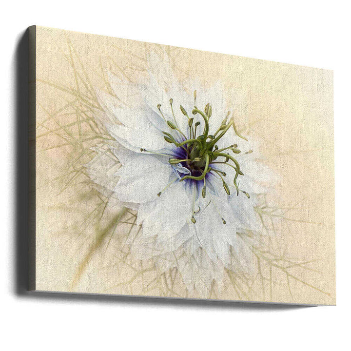 Dreamy White Flower - Floral Photographic Stretched Canvas Poster or Fine Art Print
