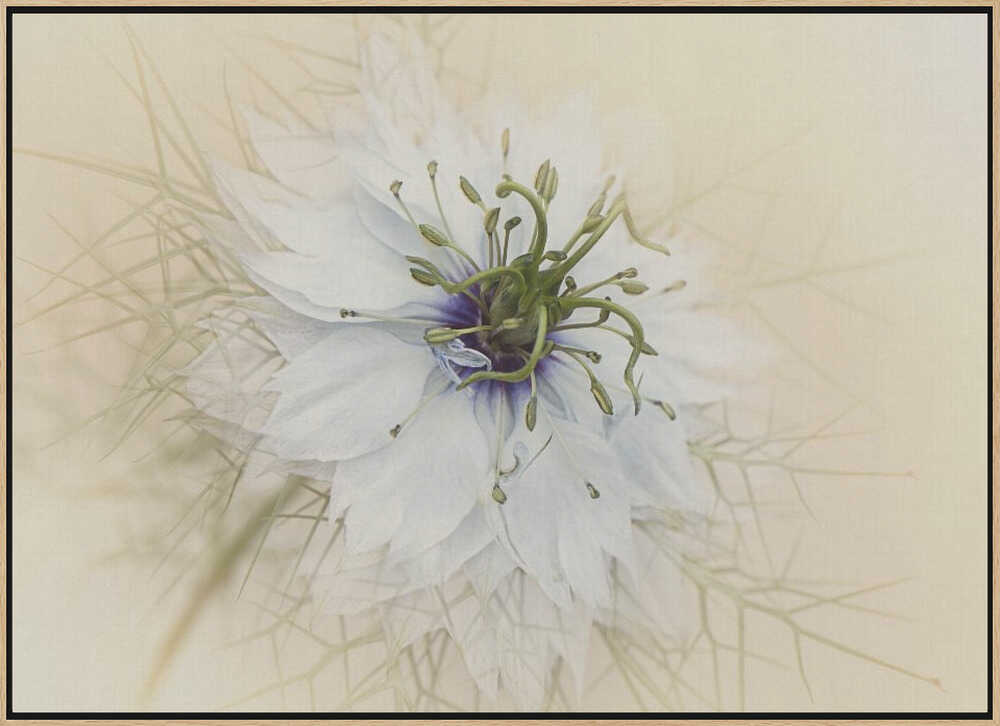 Dreamy White Flower - Floral Photographic Stretched Canvas Poster or Fine Art Print