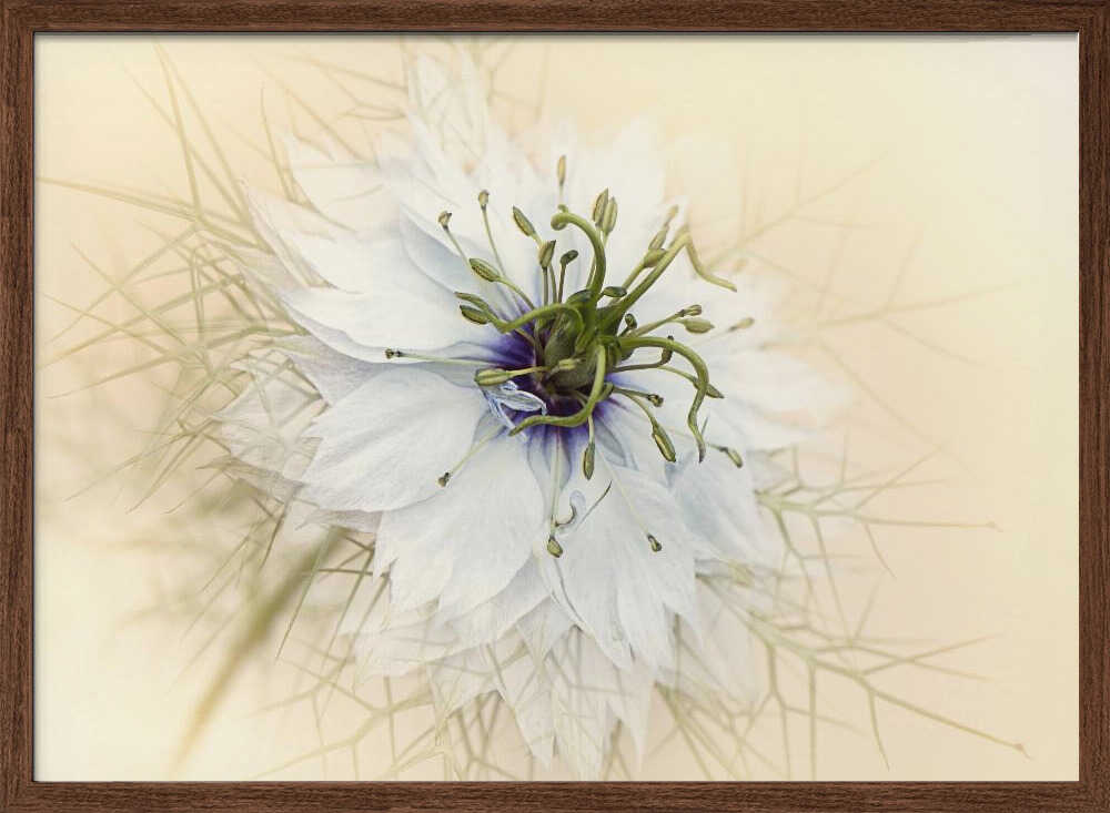 Dreamy White Flower - Floral Photographic Stretched Canvas Poster or Fine Art Print